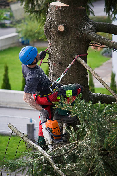 How Our Tree Care Process Works  in  Aurora, OH